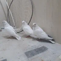 کبوتر کفتر|پرنده|ساوه, |دیوار