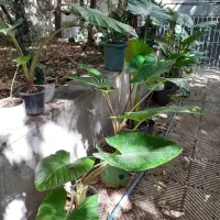 گیاه بابا آدم و سیکاس قیمت ارزان یکجا