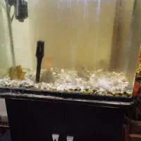 آکواریوم|ماهی|بوشهر, |دیوار