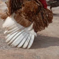 بوقلمون نر دو ساله خیلی زیبا