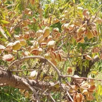 خریدارانواع بادام مامای ،ربیعی،شاهرودی|خدمات باغبانی و درختکاری|زاینده رود, |دیوار