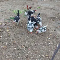 جوجه مرغ و خروس گلین