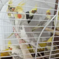 عروس هلندی ۳ماه تا۶ماه فروش|پرنده|سلمان‌شهر, |دیوار