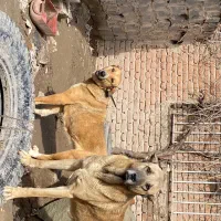 سگ های جوان تو پر