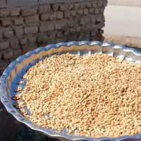 گندم بذری تکتاز کیلویی 68تومان