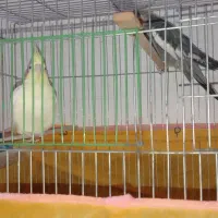 عروس هلندی  ماشین دره شهر|پرنده|دره شهر, |دیوار