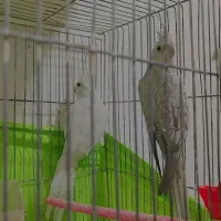 عروس هلندی  پرنده