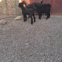 سه عدد بزقاله