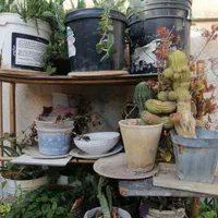 فروش گل طبیعی|گل و گیاه طبیعی|شیراز, شهرک مهدیآباد|دیوار