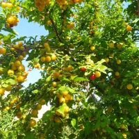 فروش یک قطعه باغ به همراه یک واحد مسکونی ۴۵ متری