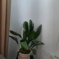 گل ابایی و گل فیلودندرون