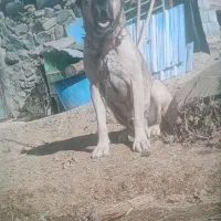 سگ سرابی اصل|سگ|مریوان, |دیوار