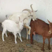 4 راس بز سانن نزاد فرانسوی اصیل