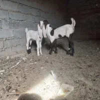 بز مری|حیوانات مزرعه|جزنیک, |دیوار