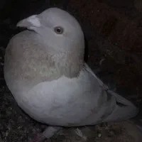 فروش ۷تا کفتر بالغ