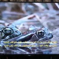 تلوزیون ال ای دی 55اینچ‌ سونی|تلویزیون و پروژکتور|پرند, فاز ۴|دیوار