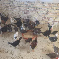 نیمچه مرغ و خروس گلین