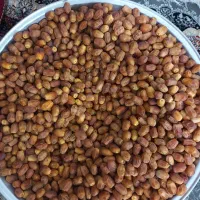 فروش قصب