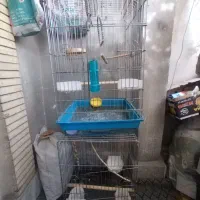 قفس استیل کاسکوی