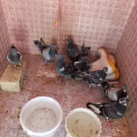 کبوتر پلاکی