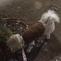 پاپی|سگ|تربت‌حیدریه, رضاشهر|دیوار