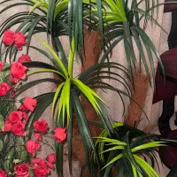 گلدان و نخل مصنوعی