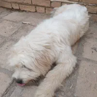 سگ شیتزو|سگ|کاشان, گریه|دیوار