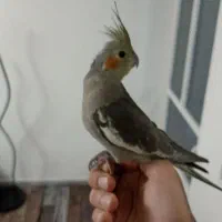 گم شده