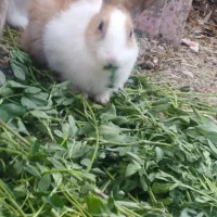 خرگوش فروشی|موش و خرگوش|سراوان, |دیوار