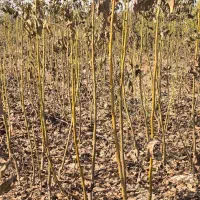 نهال‌گردو پربار، سودطلایی