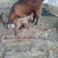 بزکهره فروشی         شهر بلوک