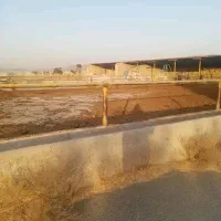 فروش گاوداری شیری۲هکتار پروانه۱۵۰راس چاه آب صفادشت|فروش دفتر صنعتی، کشاورزی، تجاری|صفادشت, |دیوار