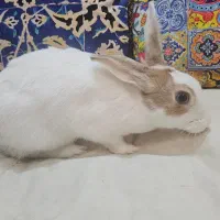 واگذاری خرگوش اهلی و خونگرم