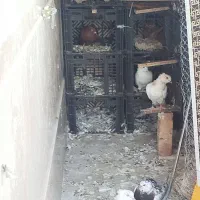 کبوتر