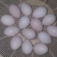 تخم نطفه دار بقلمون نژاد برنزه