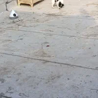 سگ پاکوتاه|سگ|مشهد, پورسینا|دیوار