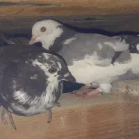 کبوتر|پرنده|گمیشان, |دیوار