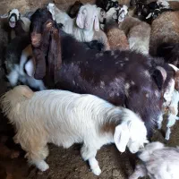 تکه پاکستانی|حیوانات مزرعه|سمنان, |دیوار