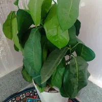 درختچه های زیبا