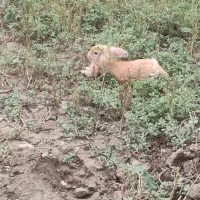 خرگوش لپ