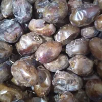 خرما گنطار درجه یک|خوردنی و آشامیدنی|اهواز, اسماعیلیه|دیوار