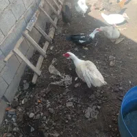 4عدداردک روسی