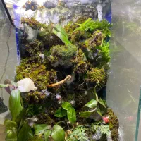 پالاداریوم