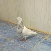 کفتر طوقی|پرنده|خرمشهر, |دیوار