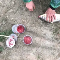 طعمه و ریسه های ماهیگیری