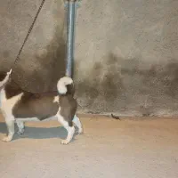 پاکوتاه نر دهن پاک