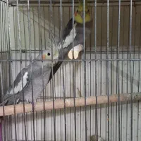 عروس مولدوزیبا|پرنده|اردکان, |دیوار