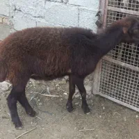 توقلی ماده عروسک