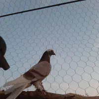 کبوتر اوچان