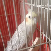 عروس هلندی مولد ماده|پرنده|پاکدشت, پاکدشت (مامازند)|دیوار